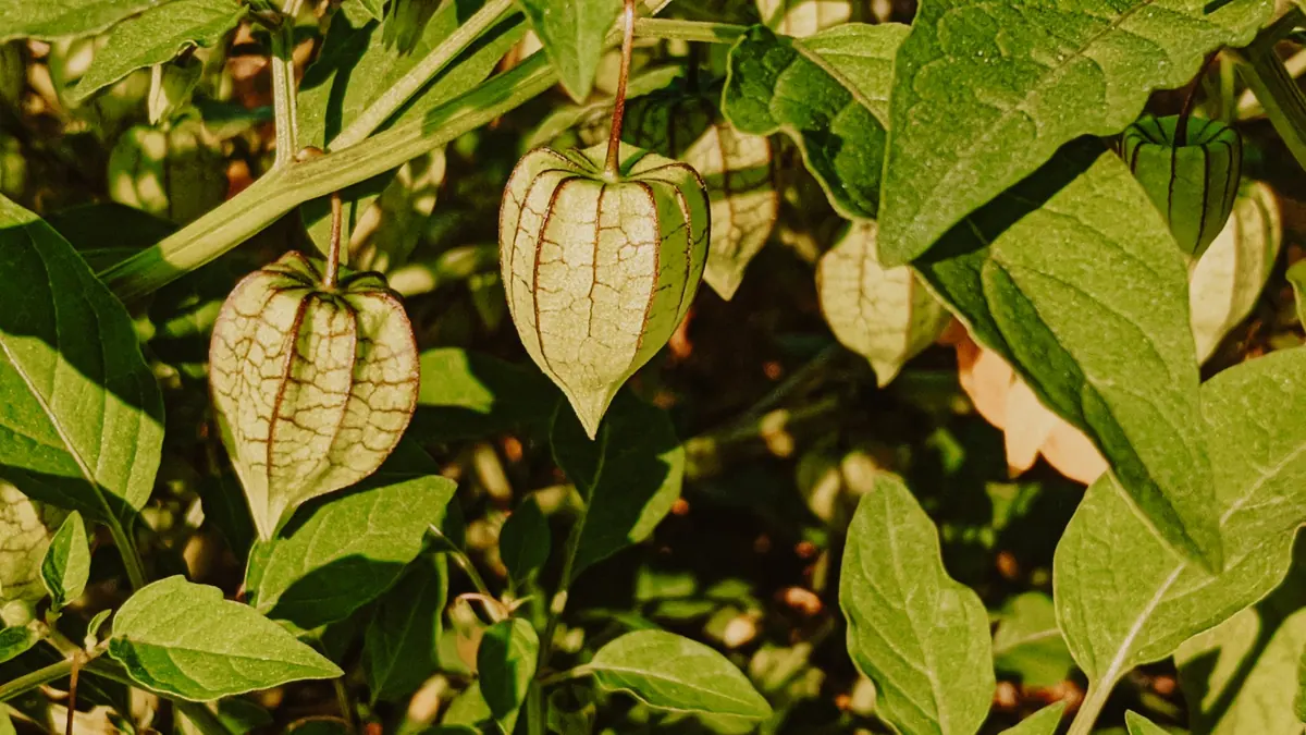 Growing Gooseberries in Partial Shade: A Beginner's Guide