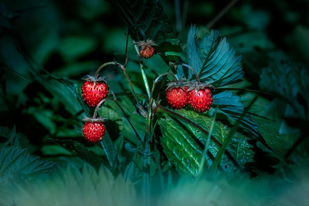 Strawberry Companion Planting Chart: Good and Bad Neighbors